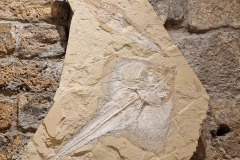 56